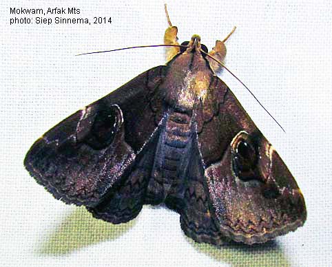 Umok Insect Papua Insects Foundation (Lepidoptera/Erebidae (Erebinae, Ommatophorini ...